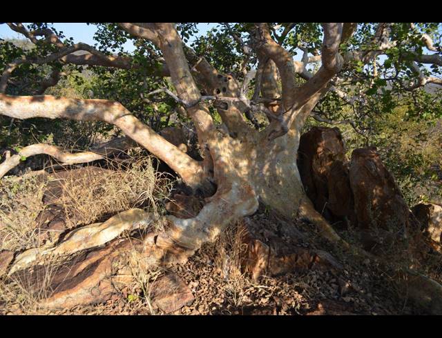 FARM FOR SALE IN MUSINA RURAL